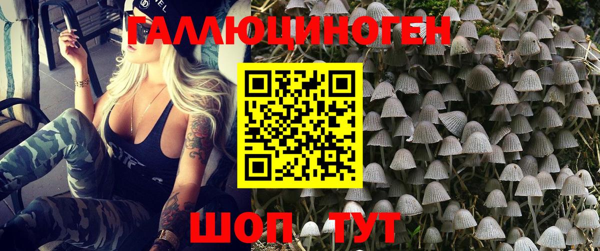 Псилоцибиновые грибы Psilocybe Выборг