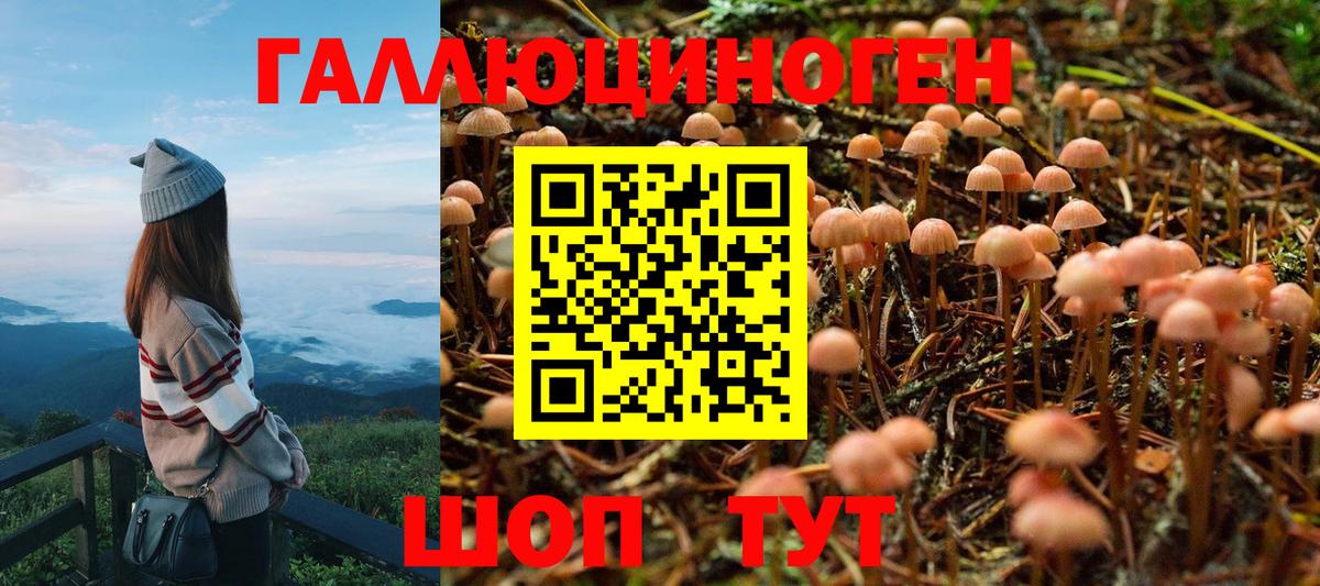 Галлюциногенные грибы Psilocybine cubensis  Вход с VPN  Выборг 